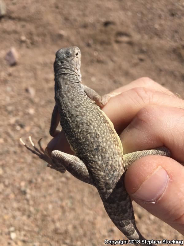 Northern Zebra-tailed Lizard (Callisaurus draconoides myurus)