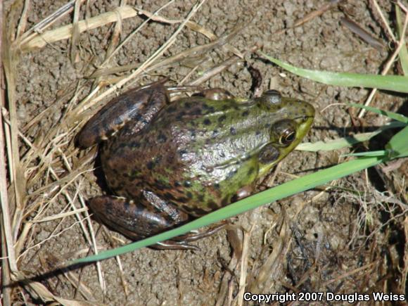 Northern Green Frog (Lithobates clamitans melanota)