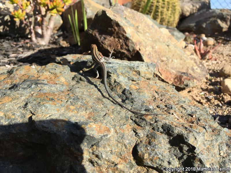 Belding's Orange-throated Whiptail (Aspidoscelis hyperythra beldingi)