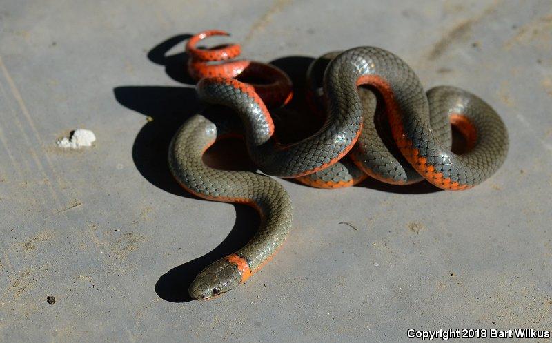 Northwestern Ring-necked Snake (Diadophis punctatus occidentalis)