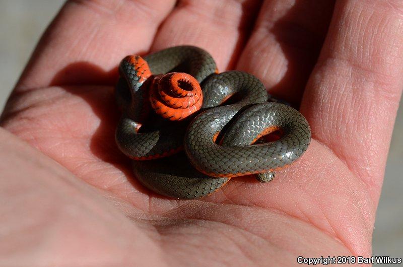 Northwestern Ring-necked Snake (Diadophis punctatus occidentalis)