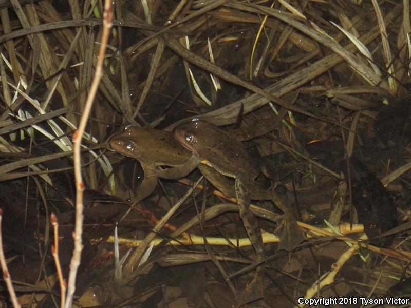 Columbia Spotted Frog (Rana luteiventris)