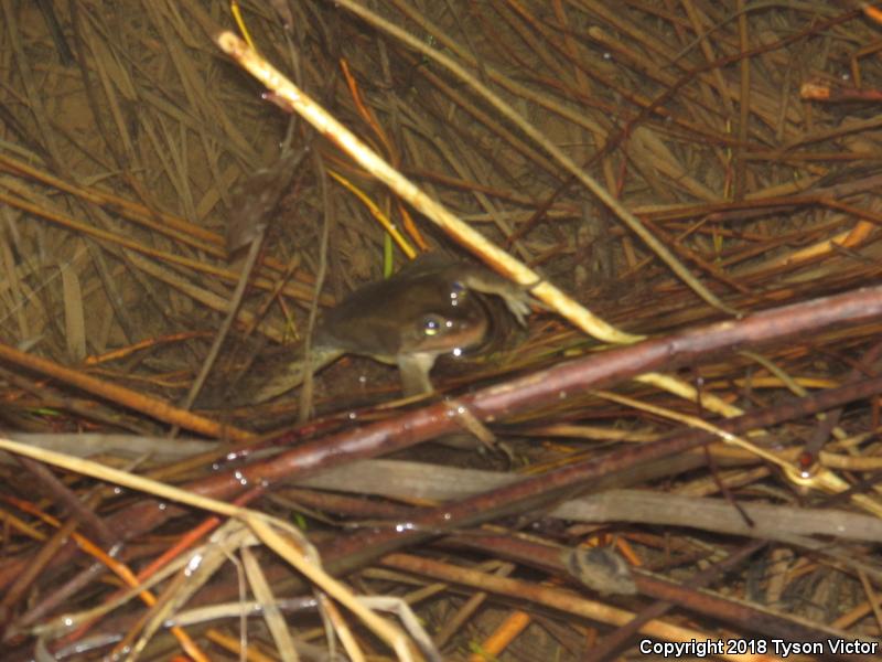 Columbia Spotted Frog (Rana luteiventris)