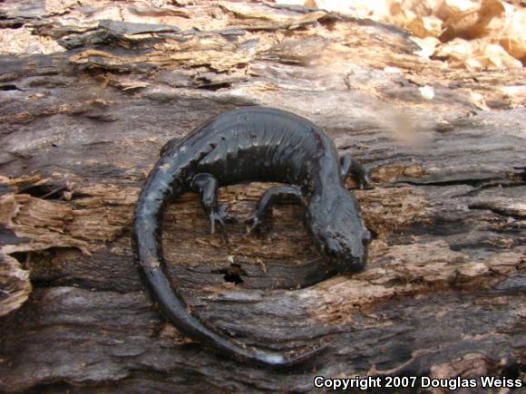 Jefferson Salamander (Ambystoma jeffersonianum)