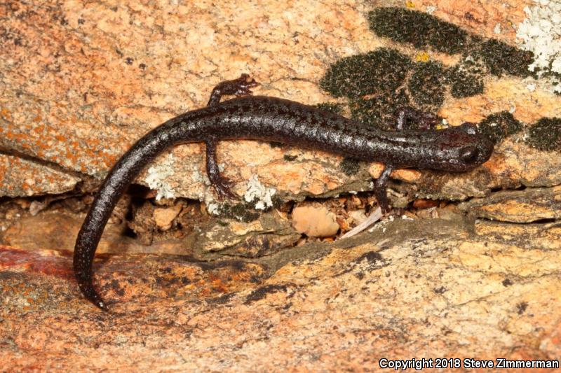 Kern Plateau Salamander (Batrachoseps robustus)