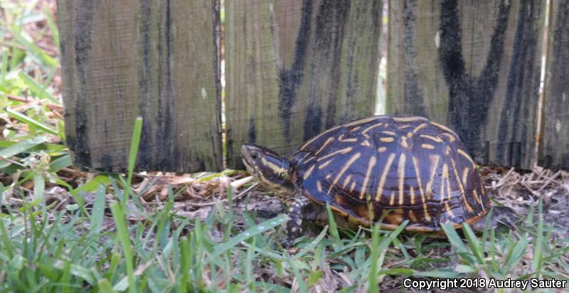 Florida Box Turtle (Terrapene carolina bauri)