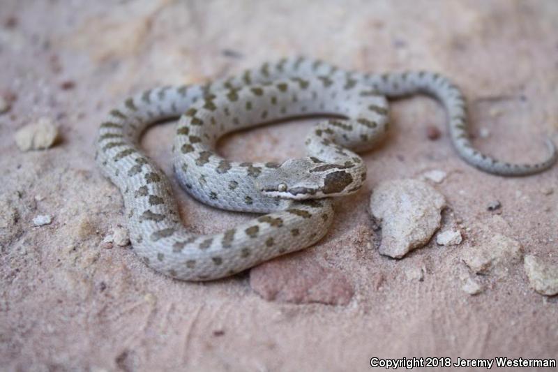 Mesa Verde Nightsnake (Hypsiglena chlorophaea loreala)