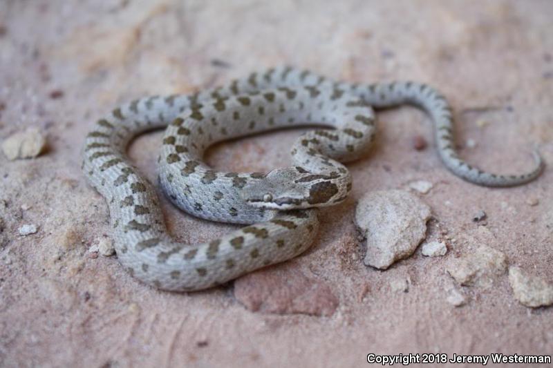 Mesa Verde Nightsnake (Hypsiglena chlorophaea loreala)