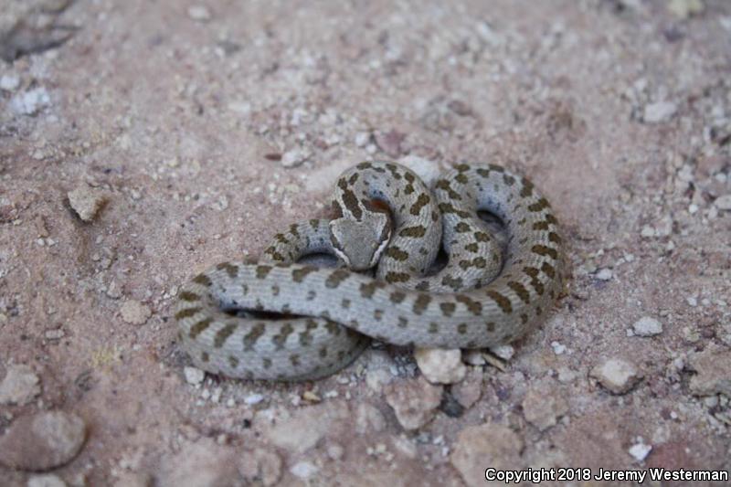 Mesa Verde Nightsnake (Hypsiglena chlorophaea loreala)