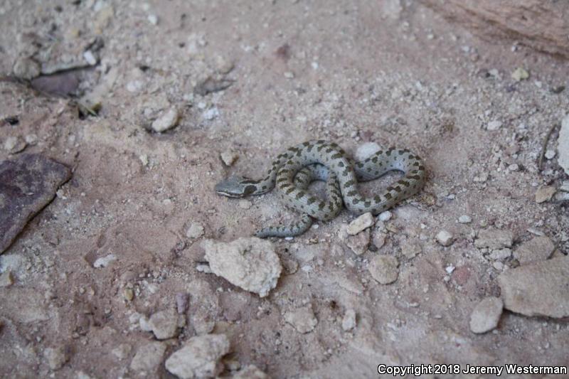 Mesa Verde Nightsnake (Hypsiglena chlorophaea loreala)