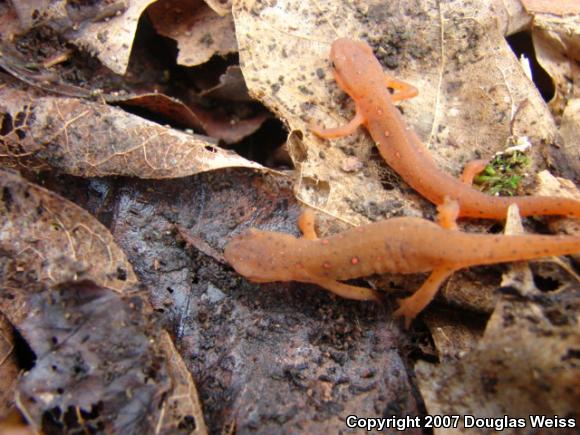 Eastern Newt (Notophthalmus viridescens)