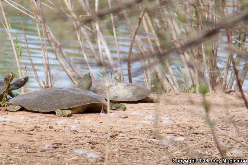 Texas Spiny Softshell (Apalone spinifera emoryi)