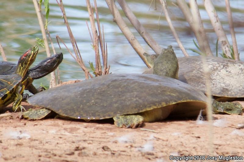 Texas Spiny Softshell (Apalone spinifera emoryi)