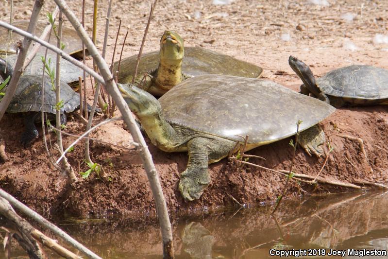 Texas Spiny Softshell (Apalone spinifera emoryi)