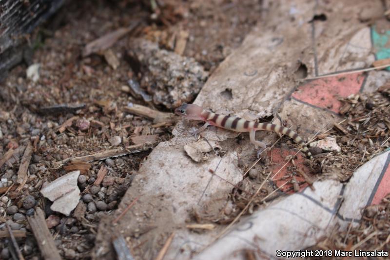 San Diego Banded Gecko (Coleonyx variegatus abbotti)