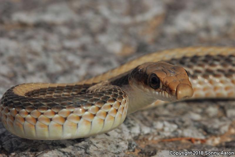 Desert Patch-nosed Snake (Salvadora hexalepis hexalepis)