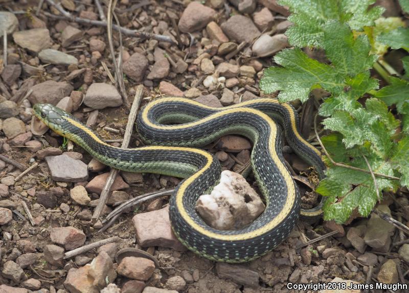 Diablo Gartersnake (Thamnophis atratus zaxanthus)