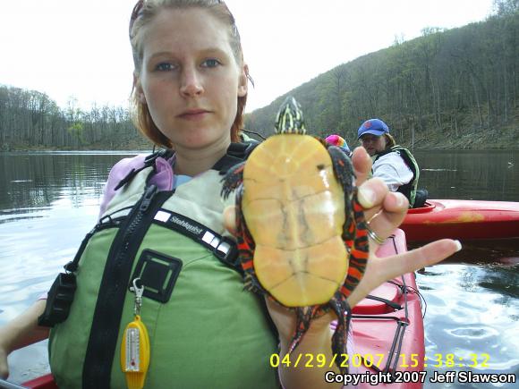 Eastern Painted Turtle (Chrysemys picta picta)