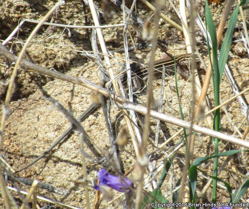 Belding's Orange-throated Whiptail (Aspidoscelis hyperythra beldingi)