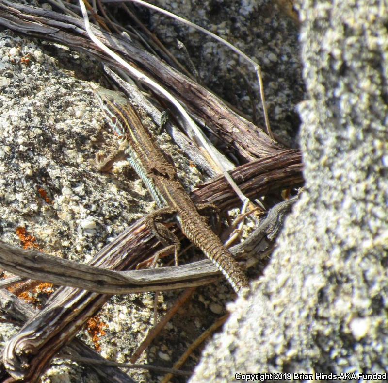 Belding's Orange-throated Whiptail (Aspidoscelis hyperythra beldingi)