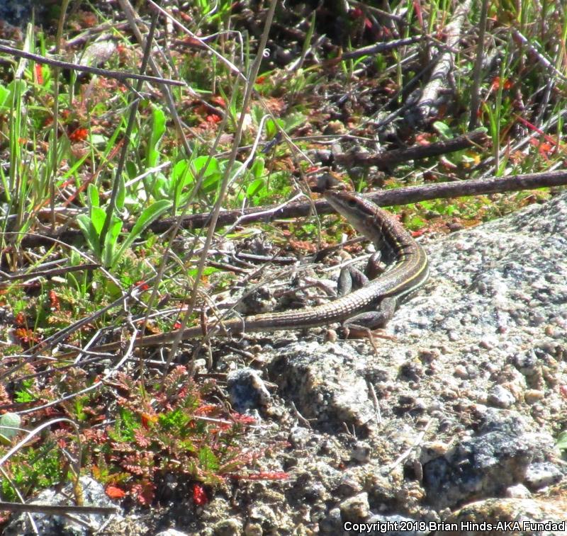 Belding's Orange-throated Whiptail (Aspidoscelis hyperythra beldingi)