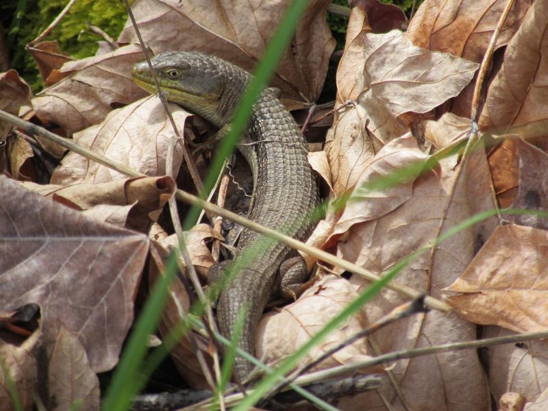 Oregon Alligator Lizard (Elgaria multicarinata scincicauda)