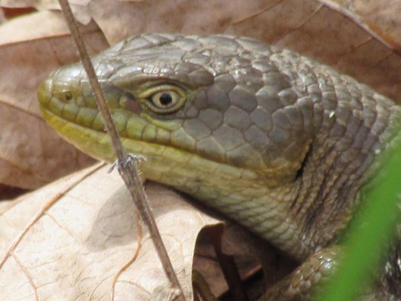 Oregon Alligator Lizard (Elgaria multicarinata scincicauda)