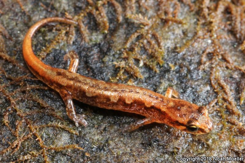 Pygmy Salamander (Desmognathus wrighti)