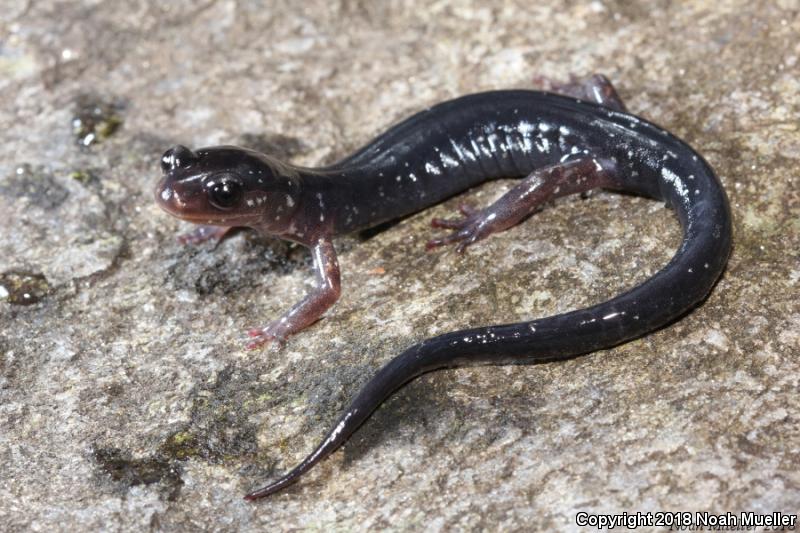 Southern Appalachian Salamander (Plethodon teyahalee)