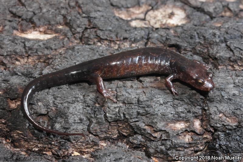 Ocoee Salamander (Desmognathus ocoee)