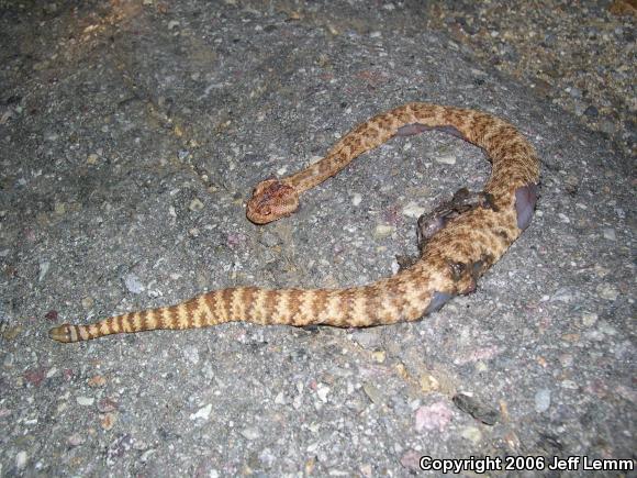 Southwestern Speckled Rattlesnake (Crotalus mitchellii pyrrhus)