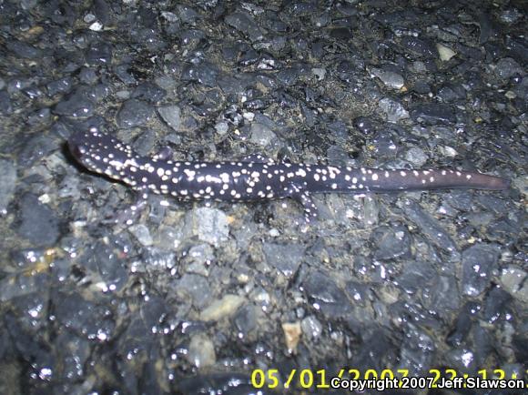 Northern Slimy Salamander (Plethodon glutinosus)