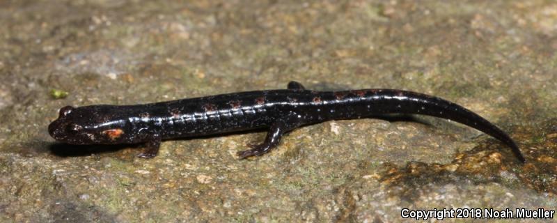 Imitator Salamander (Desmognathus imitator)