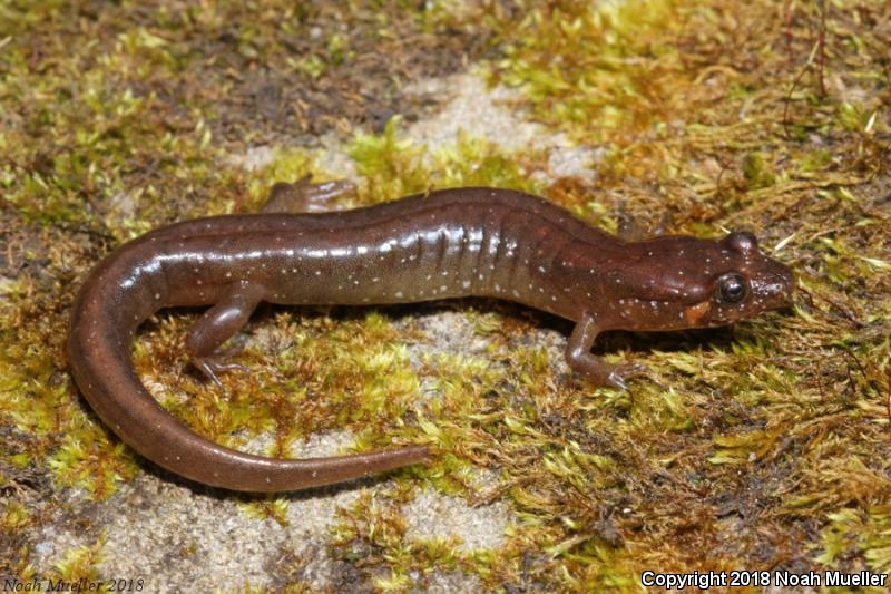 Santeetlah Dusky Salamander (Desmognathus santeetlah)