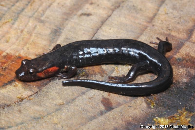 Imitator Salamander (Desmognathus imitator)