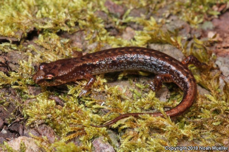 Pygmy Salamander (Desmognathus wrighti)