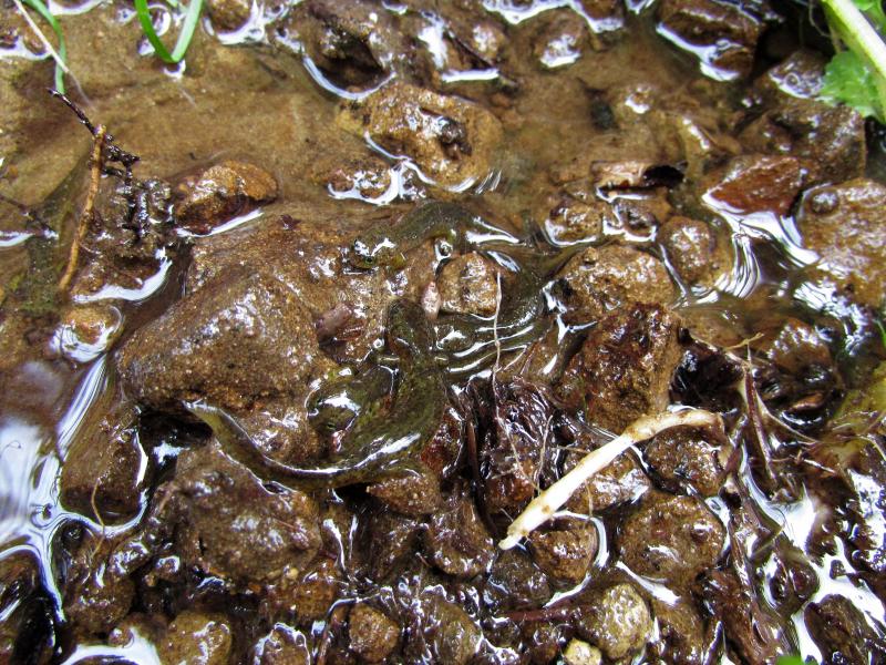 Southern Torrent Salamander (Rhyacotriton variegatus)