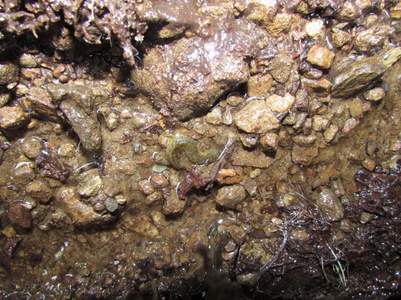 Southern Torrent Salamander (Rhyacotriton variegatus)