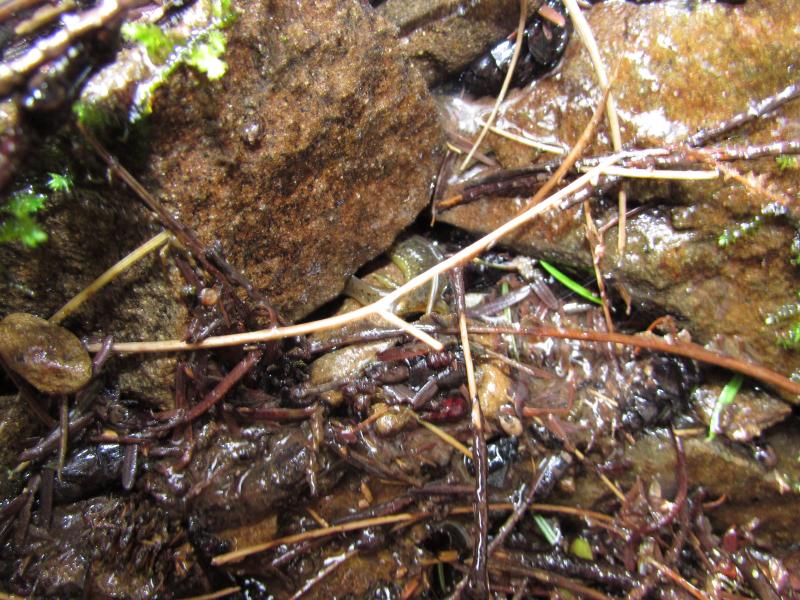 Southern Torrent Salamander (Rhyacotriton variegatus)