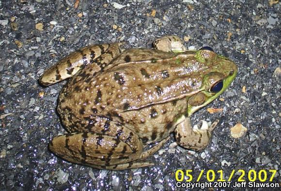 Northern Green Frog (Lithobates clamitans melanota)