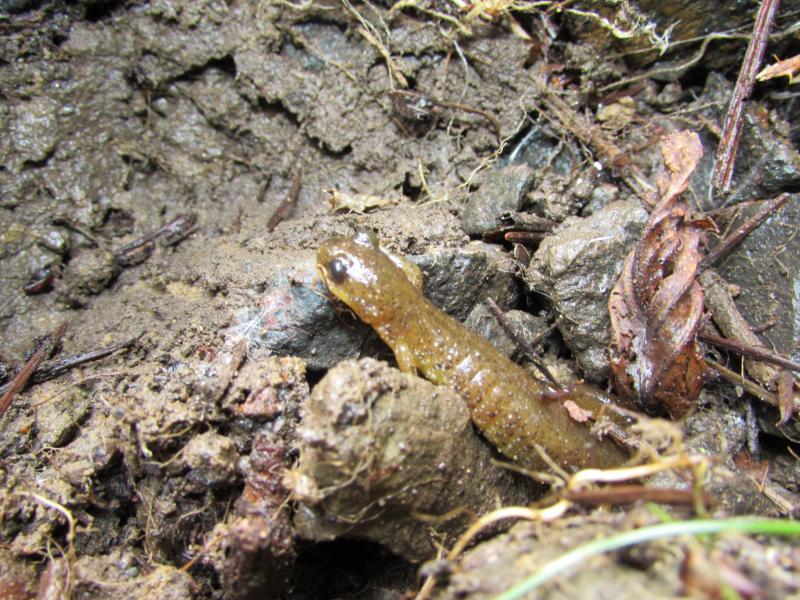 Southern Torrent Salamander (Rhyacotriton variegatus)