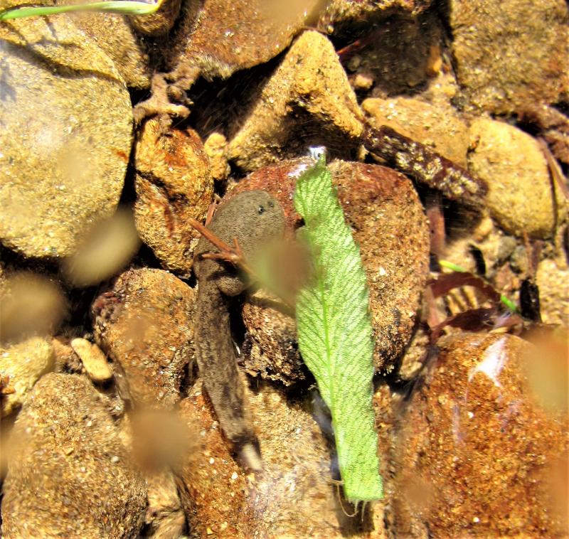 Western Tailed Frog (Ascaphus truei)