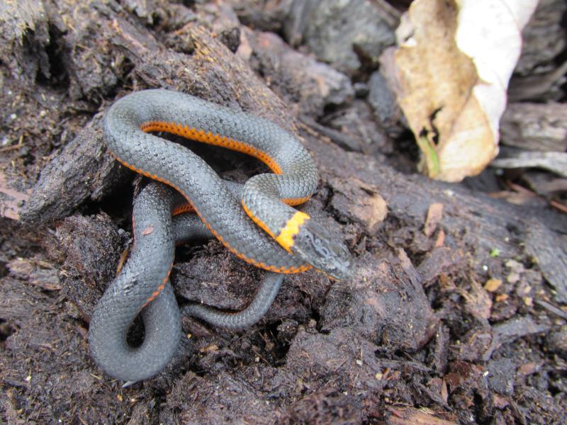 Northwestern Ring-necked Snake (Diadophis punctatus occidentalis)