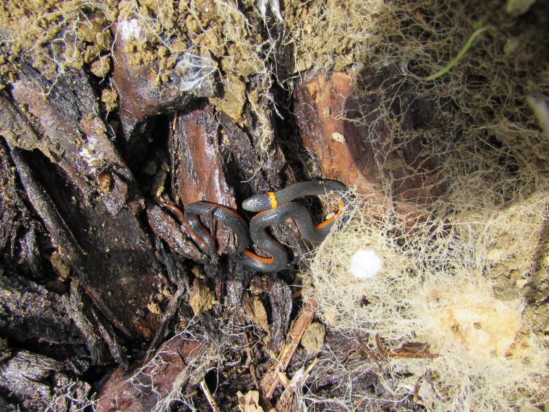 Northwestern Ring-necked Snake (Diadophis punctatus occidentalis)