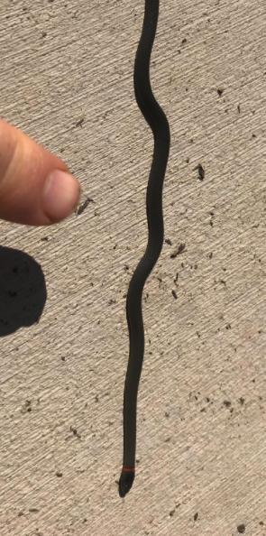 San Diego Ring-necked Snake (Diadophis punctatus similis)