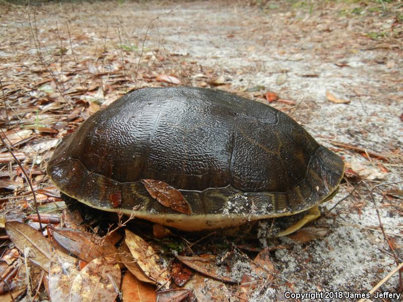 Eastern Chicken Turtle (Deirochelys reticularia reticularia)