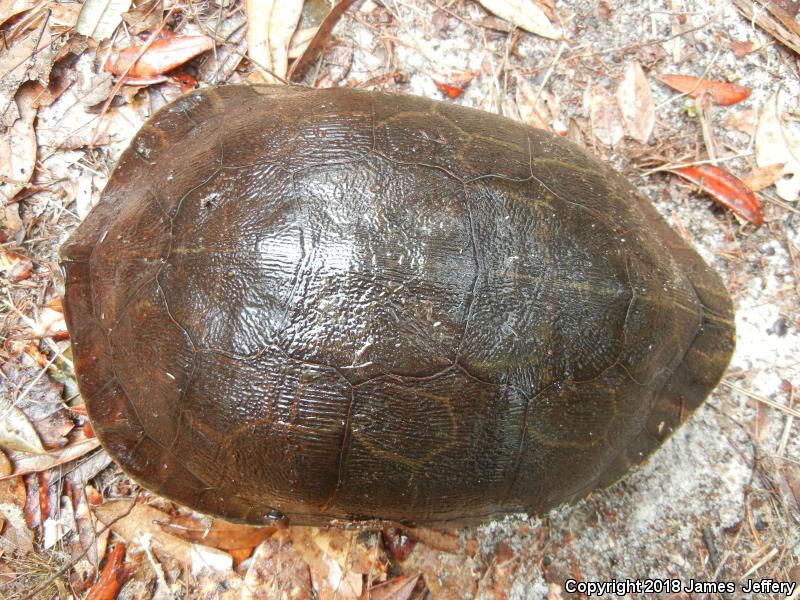 Eastern Chicken Turtle (Deirochelys reticularia reticularia)