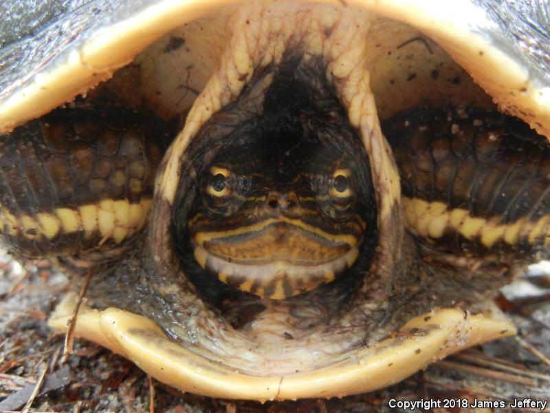 Eastern Chicken Turtle (Deirochelys reticularia reticularia)