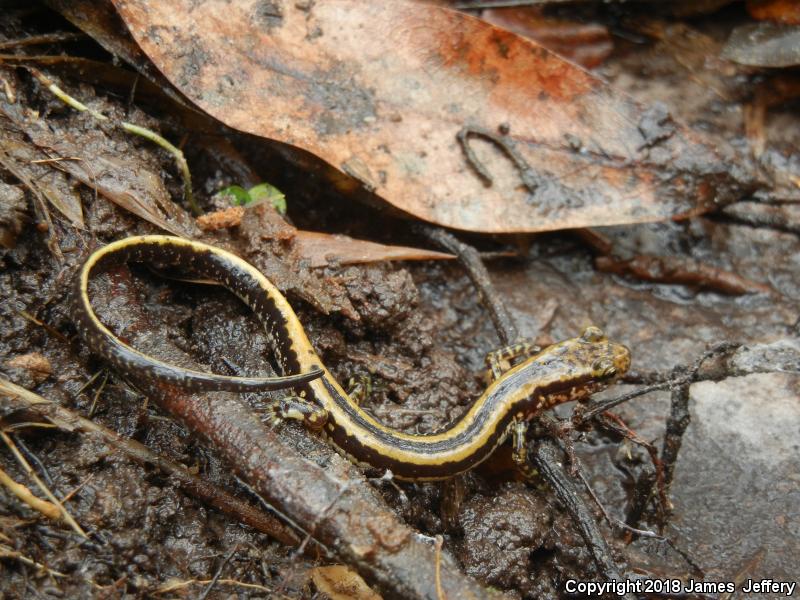 Three-lined Salamander (Eurycea guttolineata)