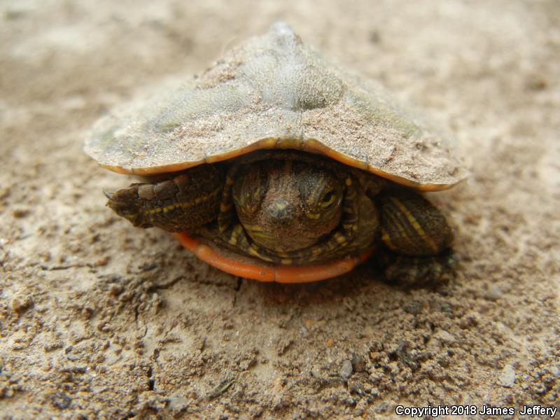 Alabama Red-bellied Cooter (Pseudemys alabamensis)